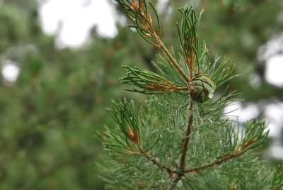 Pinus parviflora - borovice drobnokvětá - šiška